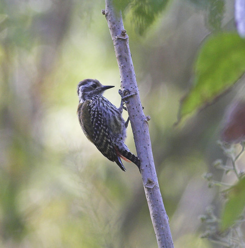 Abyssinian Woodpecker